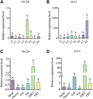 The carboxypeptidase B and carbonic anhydrase genes play a reproductive regulatory role during multiple matings in Ophraella communa